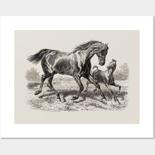 Horse Black & White Illustration - A Mare with a Foal Posters and Art